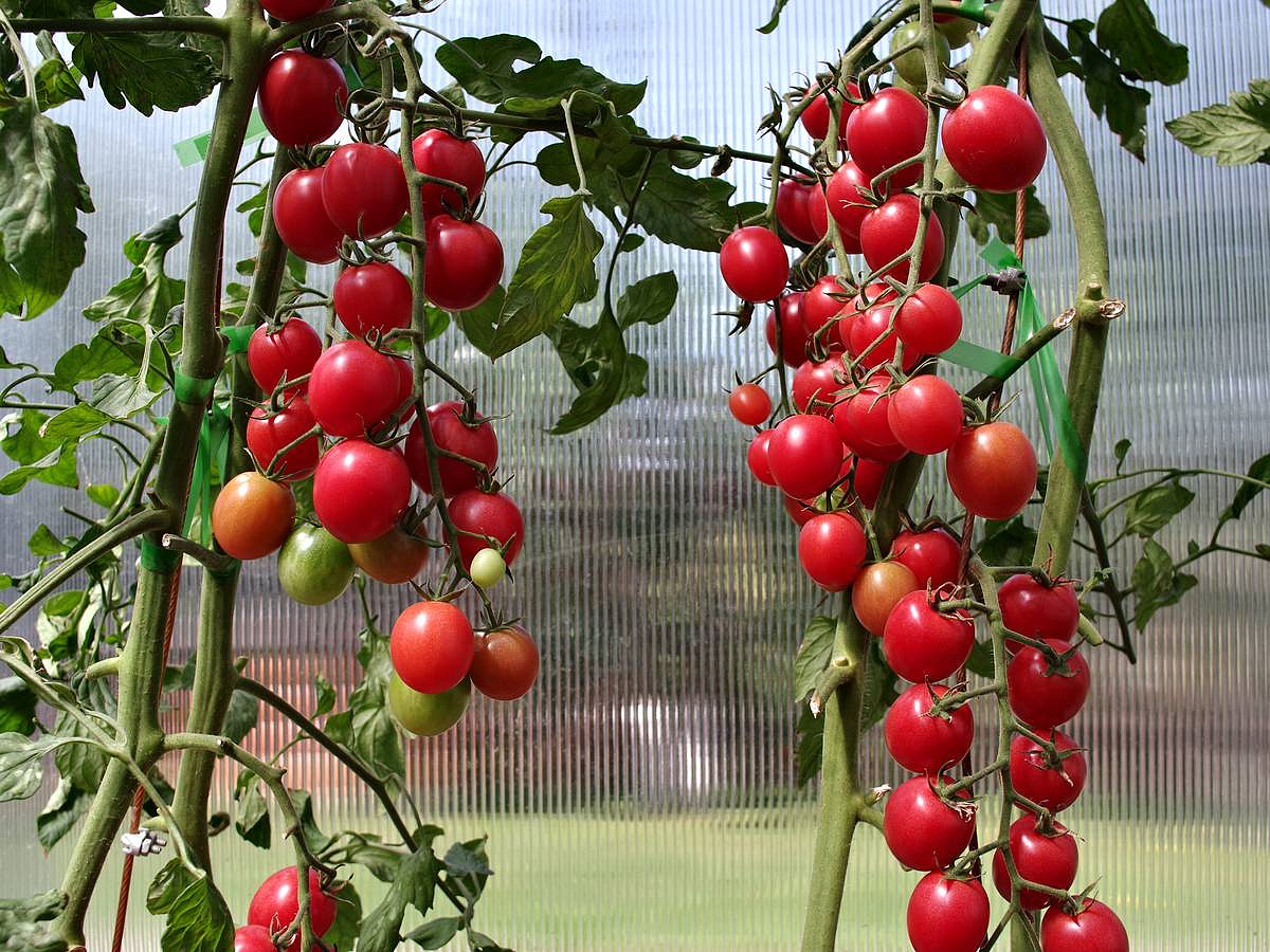 томат Зимняя вишня F1